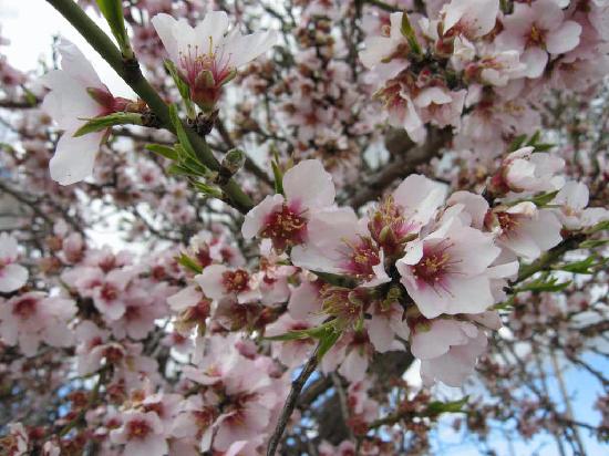Almond Blossom Delicacy Flowers 